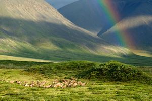 Arctic refuge rainbow shrunk.jpg