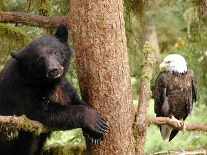 Tongass National Forest.jpg